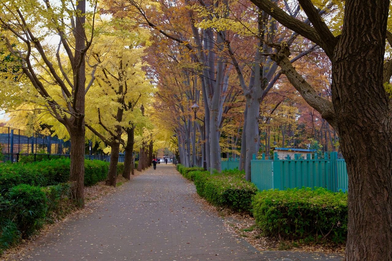 城北中央公園