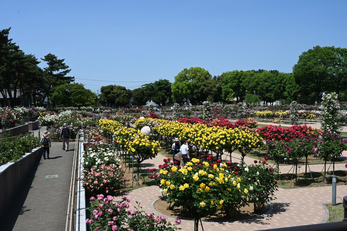 敷島公園門倉テクノばら園