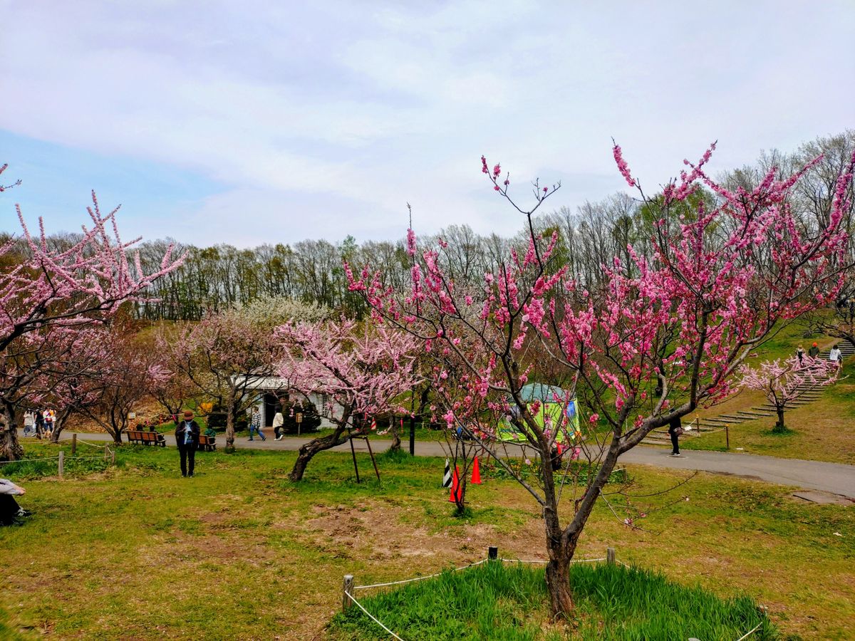 平岡公園